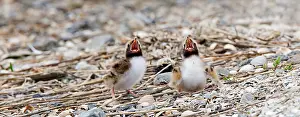 Common Tern Prints: Visdief, Common Tern, Sterna hirundo