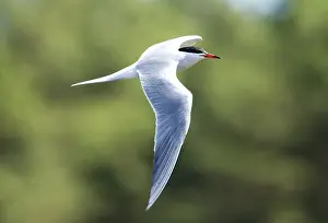 Common Tern Prints: Visdief, Common Tern, Sterna hirundo