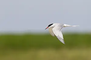 Common Tern Prints: Visdief, Common Tern, Sterna hirundo