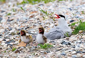 Common Tern Prints: Visdief, Common Tern, Sterna hirundo
