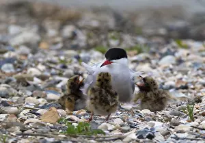 Common Tern Prints: Visdief, Common Tern, Sterna hirundo