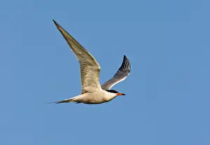 Sterna Hirundo Images Prints: Visdief, Common Tern, Sterna hirundo