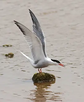 Common Tern Prints: Visdief, Common Tern, Sterna hirundo