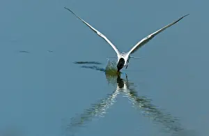 Common Tern Prints: Visdief, Common Tern, Sterna hirundo