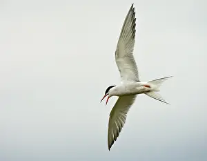 Common Tern Prints: Visdief, Common Tern, Sterna hirundo