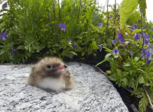 Common Tern Prints: Visdief, Common Tern, Sterna hirundo
