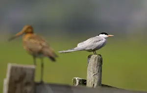 Sterna Hirundo Prints: Visdief;Common Tern;Sterna hirundo;
