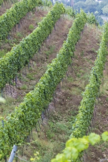 European Vineyards Prints: Viticulture landscape