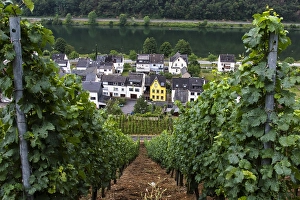 European Viticulture Prints: Viticulture landscape