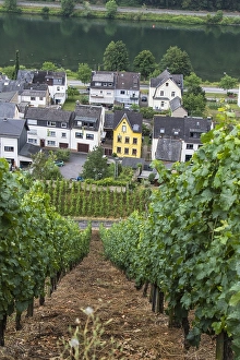 European Viticulture Prints: Viticulture landscape