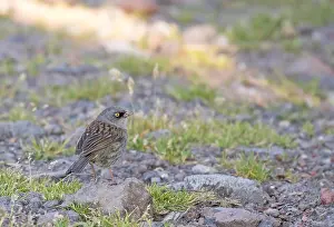 Volcano junco Print, Talamancan montane forest bird species