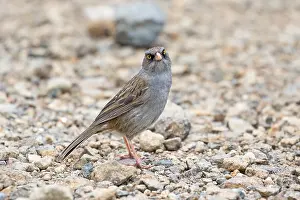 Central America Wildlife Photography Prints: Volcano junco, Junco vulcani