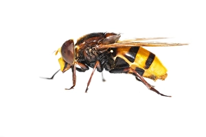 European Hoverfly Prints: Volucella zonaria