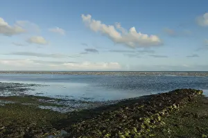Wadden Sea Wildlife Prints: Waddenzee, Wadden Sea