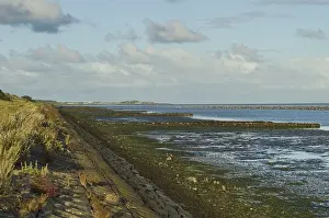 Wadden Sea Wildlife Prints: Waddenzee, Wadden Sea