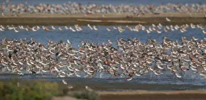 Wading Birds In Asia Prints: Waders