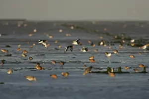 Bird Watching Europe Prints: Waders, Steltlopers