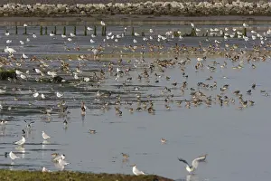 Bar Tailed Godwit Prints: Waders, steltlopers