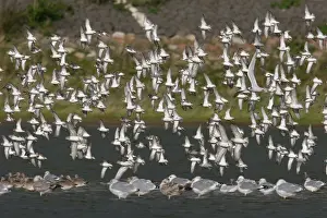 European Waders Prints: Waders, Steltlopers