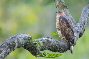 Animal Conservation Efforts Prints: Wallace's Hawk-Eagle, Nisaetus nanus