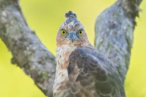 Natural Environment Animal Pictures Prints: Wallace's Hawk-Eagle, Nisaetus nanus