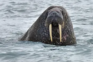 Framed Print : Walrus Print by Agami Framed Print : Walrus Print by Agami
