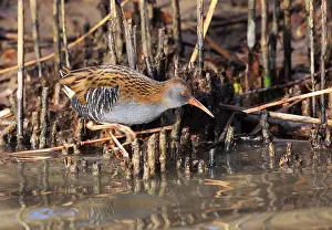 Water Rail Prints: Waterral