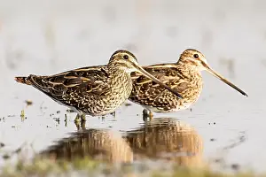 Common Snipe Prints: Watersnip, Common Snipe
