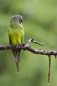 Tropical Parrot Prints: Wedells Aratinga, Wedells Aratinga, Aratinga weddellii