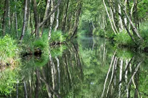 National Park Landscape Photos Prints: Weerribben