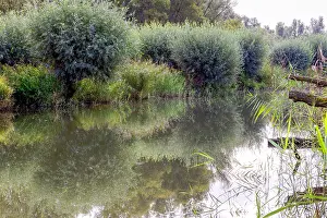 September Prints: Biesbosch Landscape Print