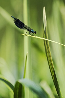Male Dragonfly Prints: Weidebeekjuffer