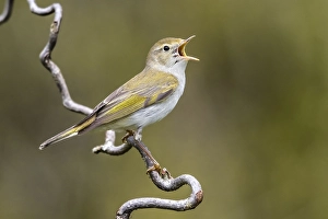 Western Bonelli's Warbler, Phylloscopus bonelli