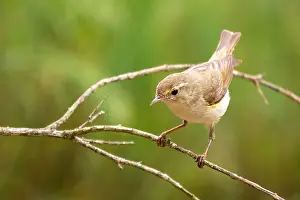 Images Dated 17th June 2021: Western Bonelli's Warbler Print, Side View