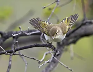 Wildlife In Spain Prints: Western Bonelli's Warbler, Phylloscopus bonelli