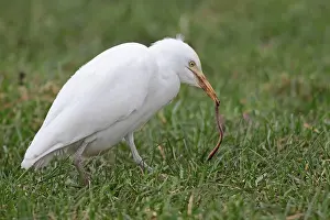Green Meadow Wildlife Scene Prints: Western Cattle Egret, Bubulcus ibis