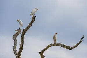 Botswana Wildlife Images Prints: Western cattle egrets, Bubulcus ibis