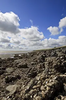 European Coastline Views Prints: Westerschelde