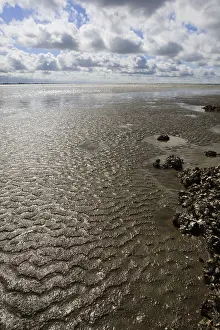 Dutch Coastline Scenery Prints: Westerschelde