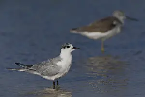 Whiskered Tern Species Prints: Whiskered Tern