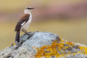 Birdwatching In Peru Prints: White-bellied Cinclodes