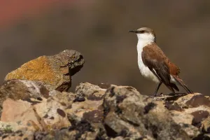South American Bird Life Prints: White-bellied Cinclodes
