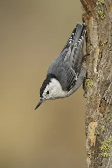 Oregon Nature Photography Prints: White-breasted Nuthatch