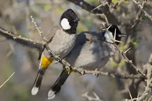 Passeriformes Bird Species Prints: White-eared Bulbul