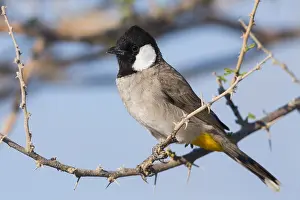 Passeriformes Bird Species Prints: White-eared Bulbul