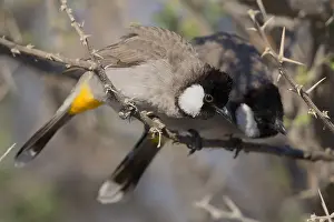 Passeriformes Bird Species Prints: White-eared Bulbul