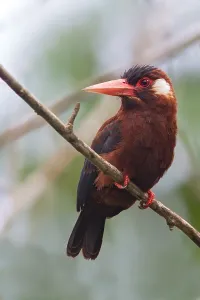 Bird Photography Peru Prints: White-eared Jacamar
