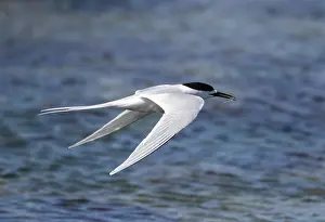 Marine Bird Species Prints: White-fronted Tern, Sterna striata