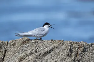 Marine Bird Species Prints: White-fronted Tern, Sterna striata