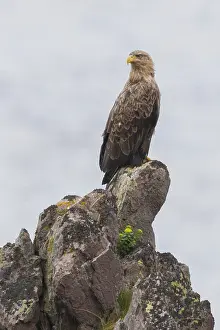 White Tailed Eagle Prints: White-tailed Eagle